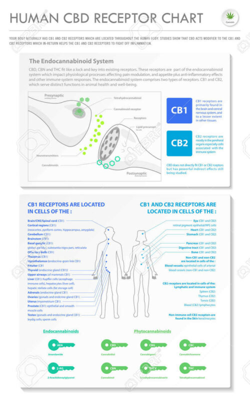 sistema endocannabinoide